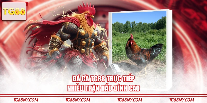 Đá Gà TG88 trực tiếp nhiều trận đấu đỉnh cao